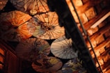 red and green umbrella during sunset