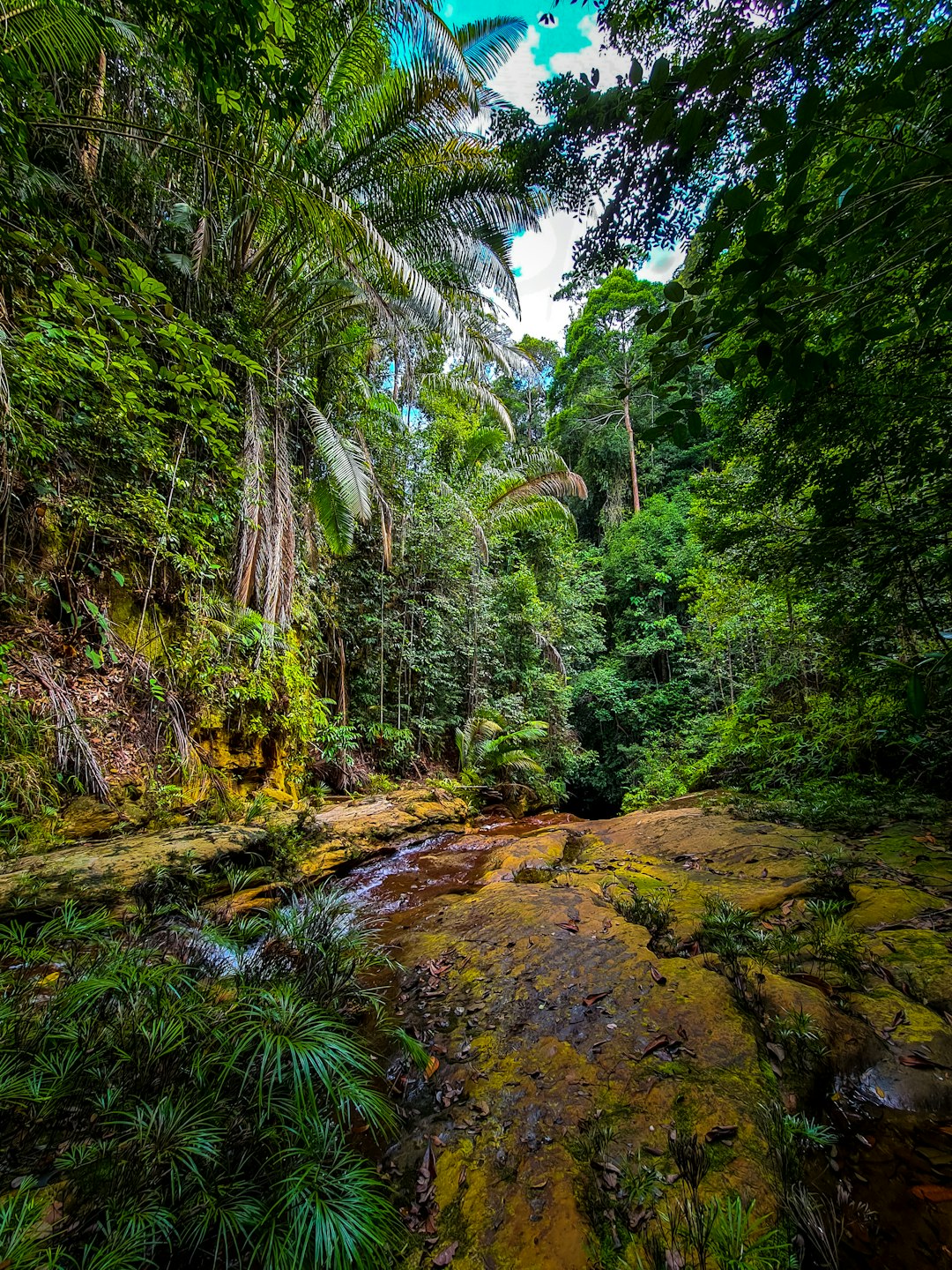Forest photo spot Miri Malaysia