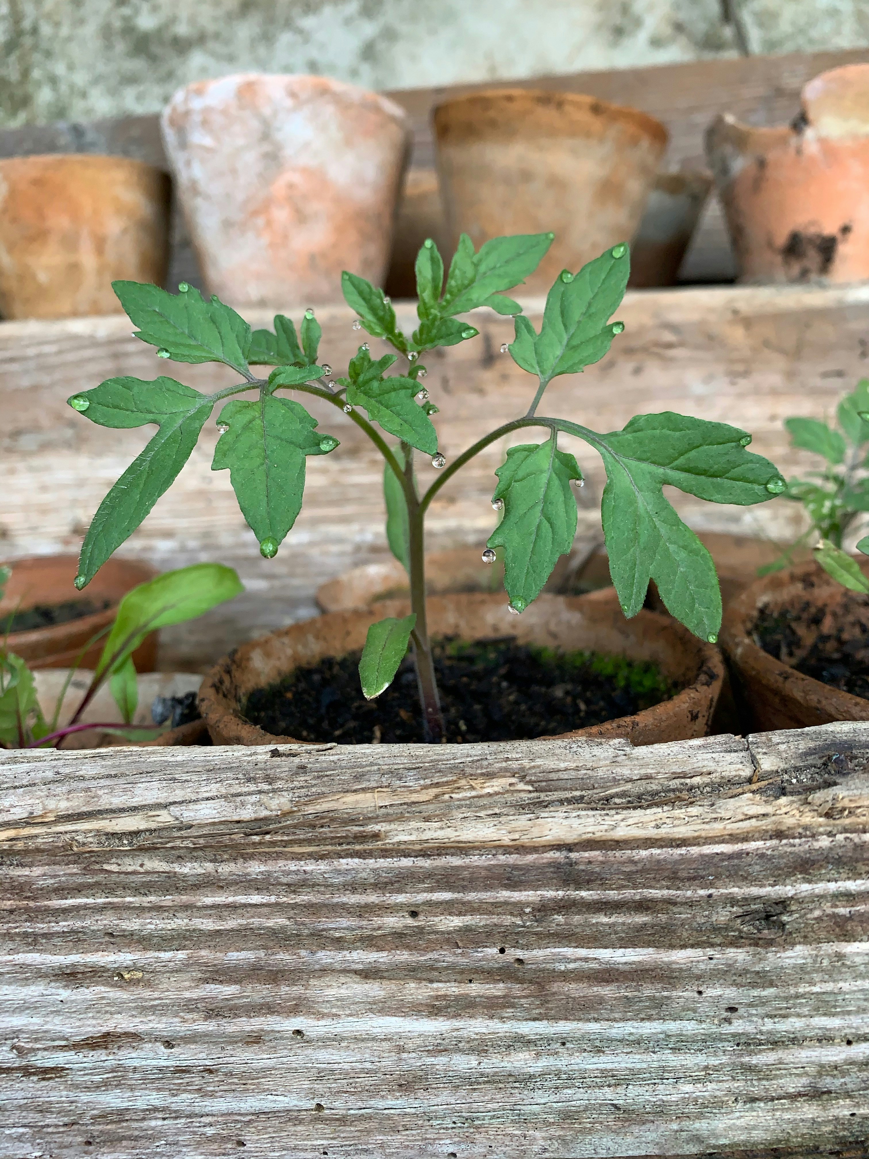 Growing tomatoes in pots: Transplanting tomato seedlings into pots