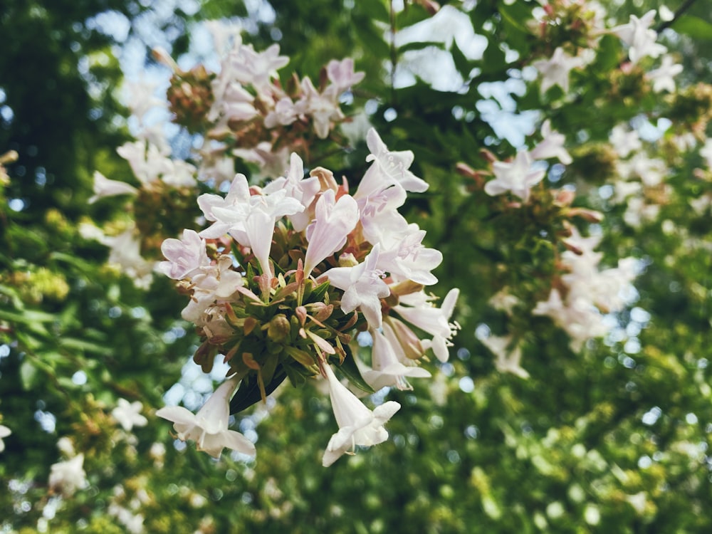 white flowers in tilt shift lens