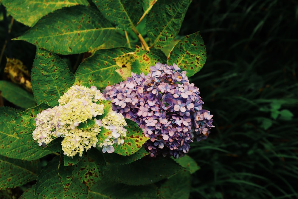 purple and white flowers on green leaves