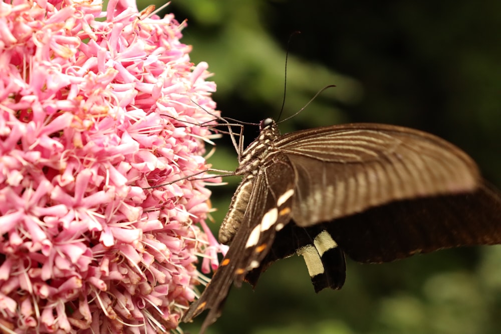 black and white butterfly perched on pink flower