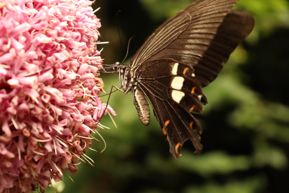 black and white butterfly perched on pink flower