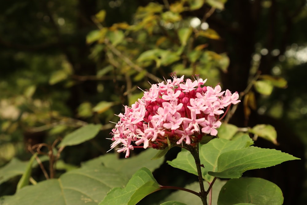 pink flower in tilt shift lens