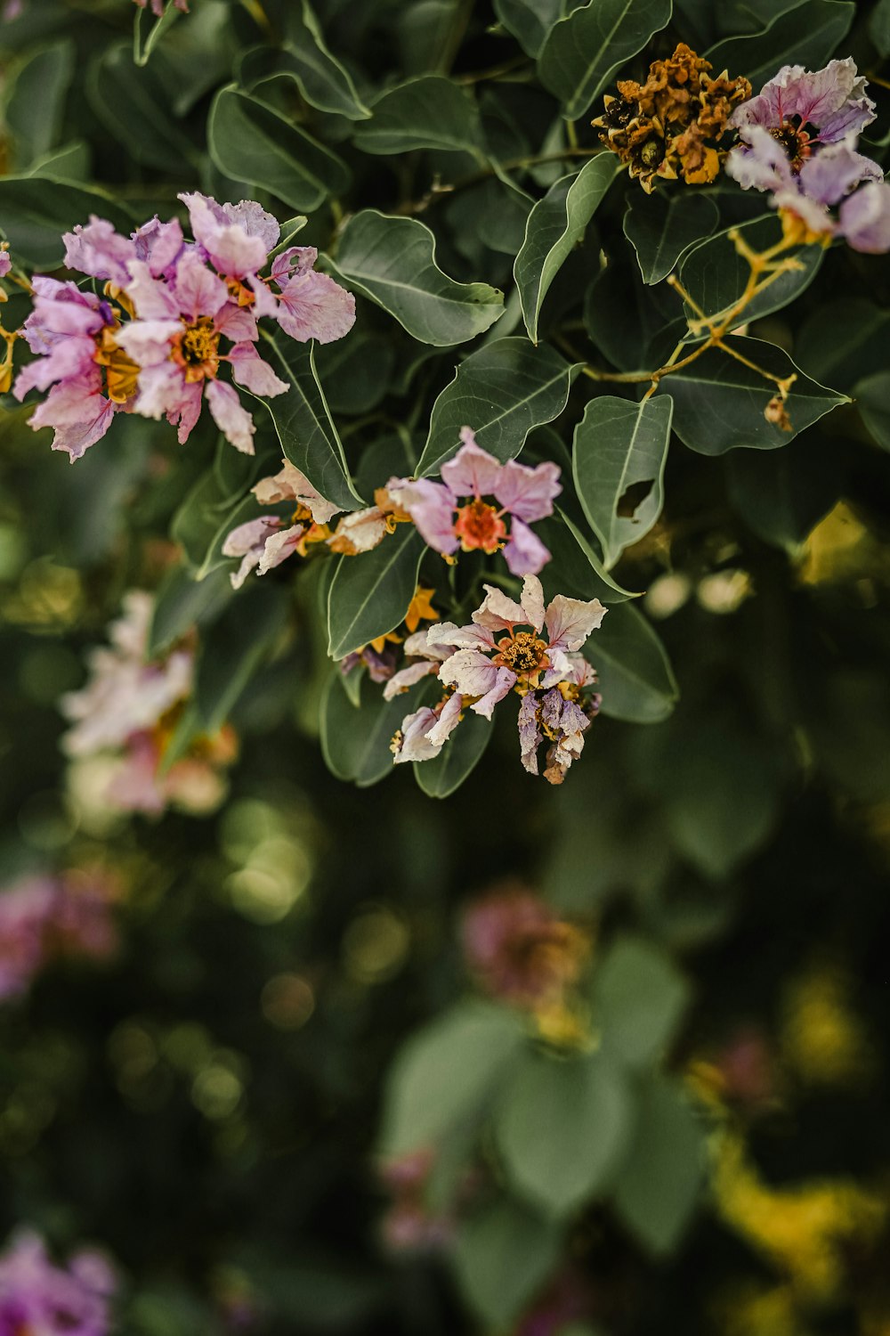 white and pink flowers in tilt shift lens