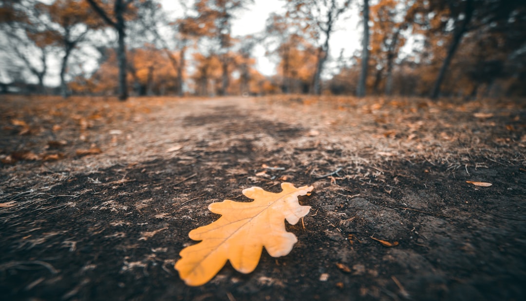 brown maple leaf on black soil