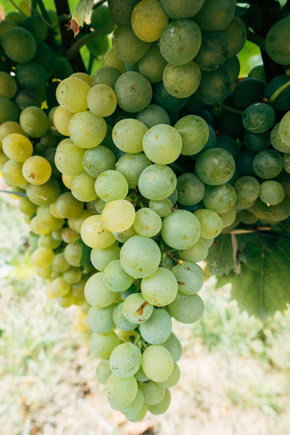 green grapes in close up photography