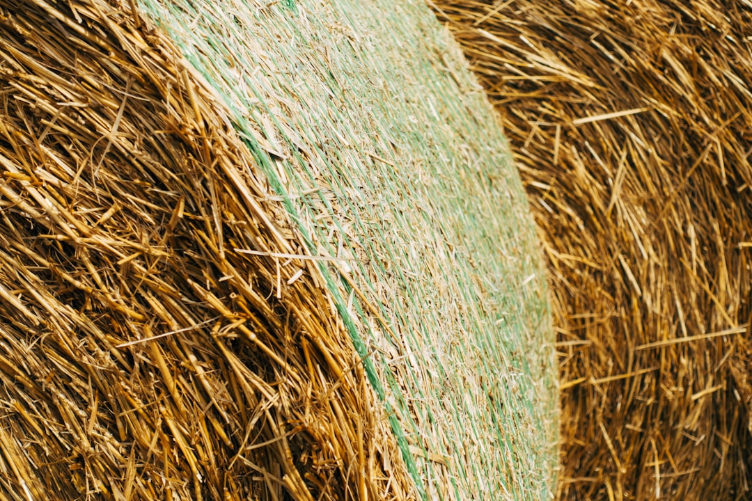 brown and green grass field