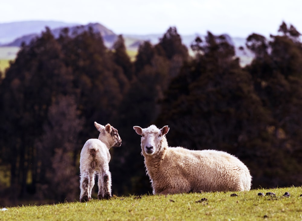 white sheep and white sheep on green grass field during daytime