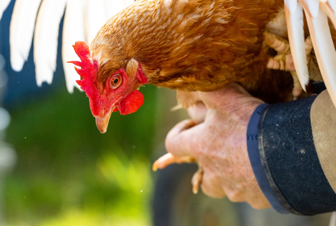 brown chicken on persons hand