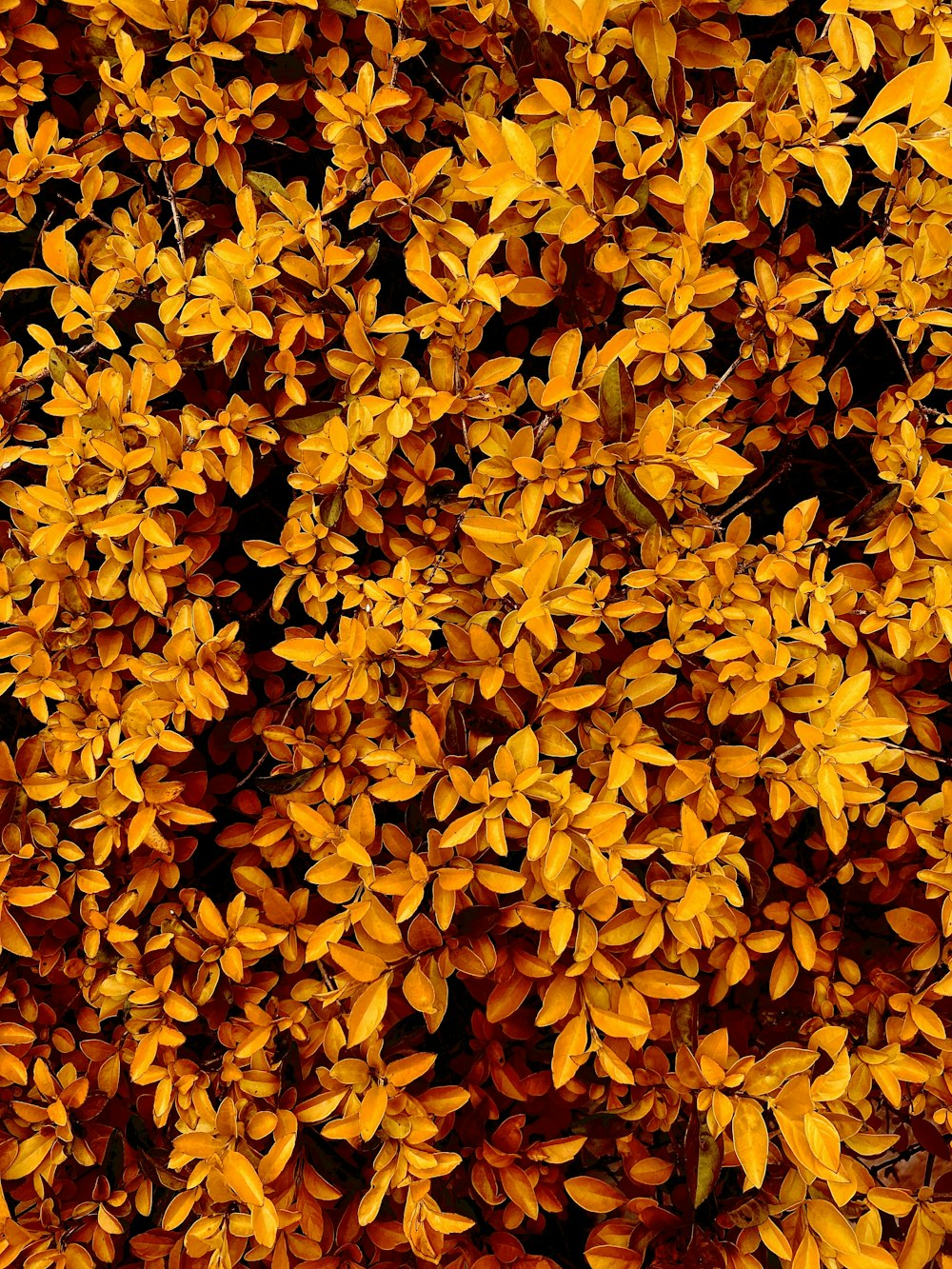 yellow leaves on the ground