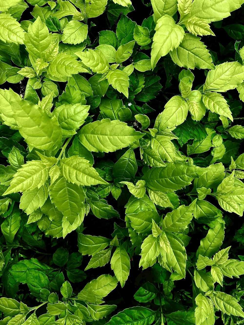 green leaves plant during daytime