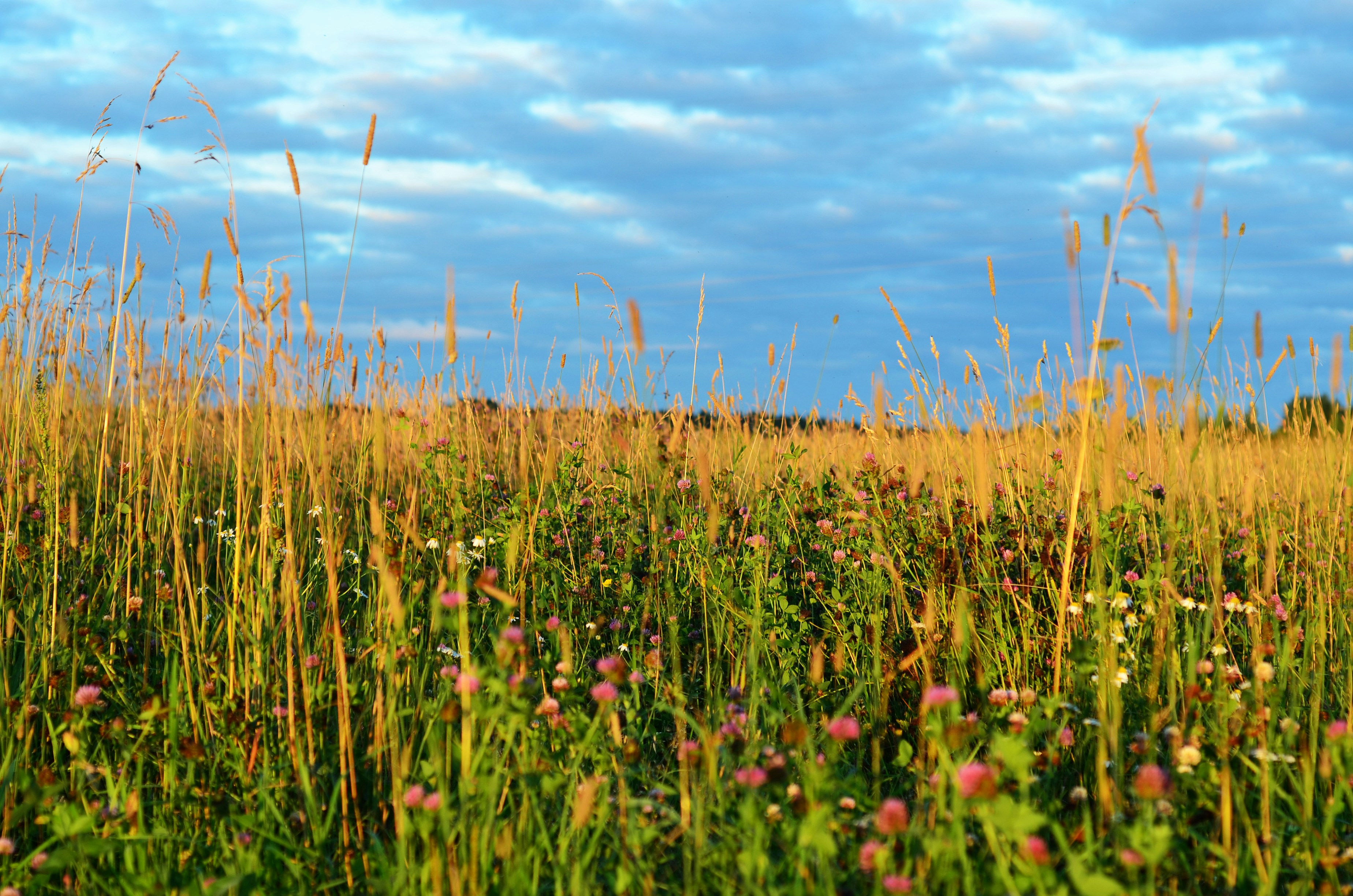 Photo by viridigreen