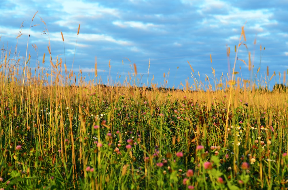 red flower field under blue sky during daytime