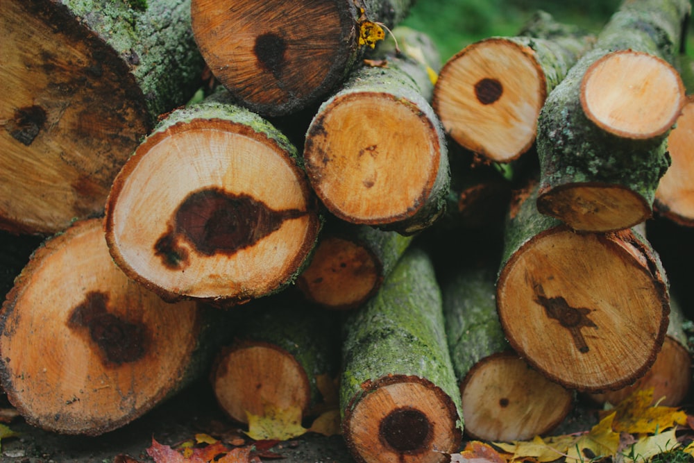 brown and gray tree logs