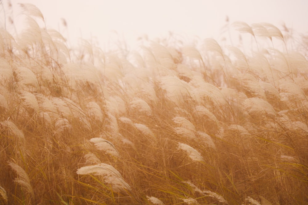 brown grass field during daytime