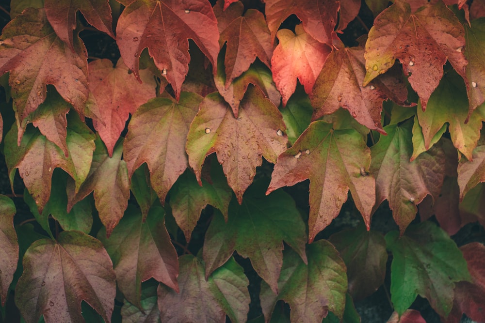 green and brown leaves on brown soil