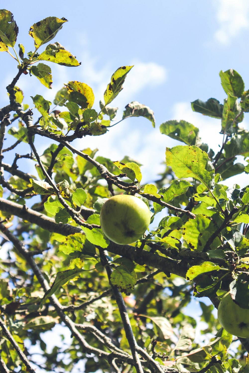 green apple fruit on tree branch during daytime