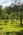 green grass field with green trees