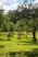 green grass field with green trees