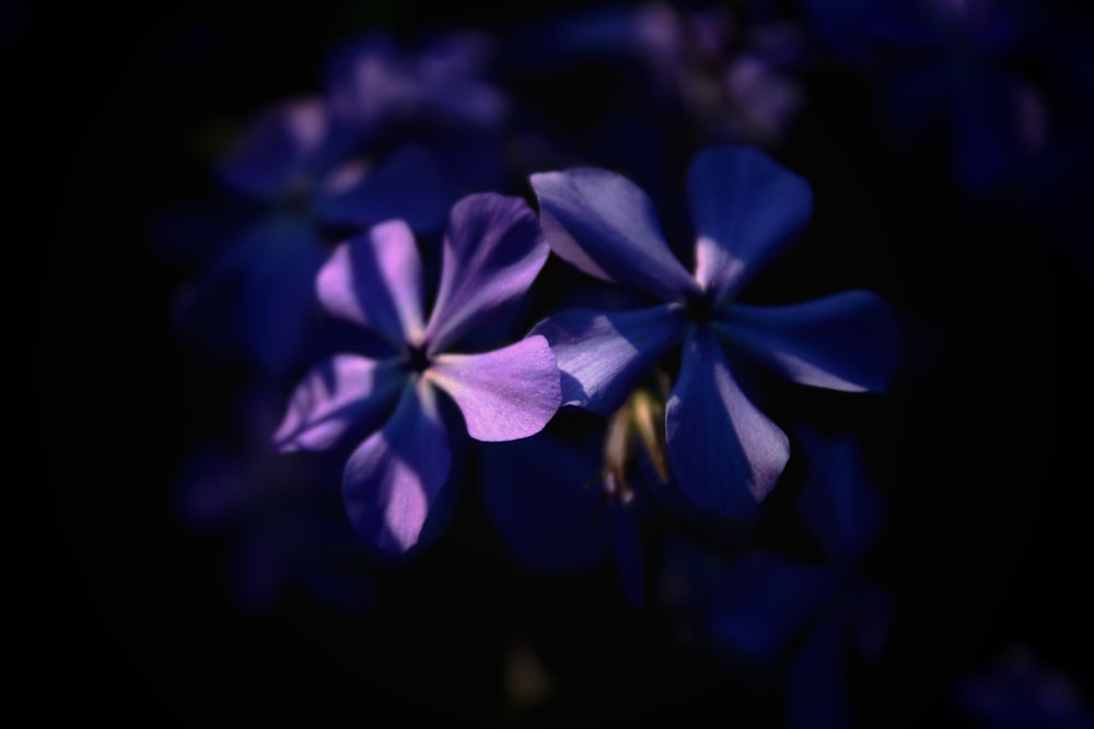 flor azul en fondo negro