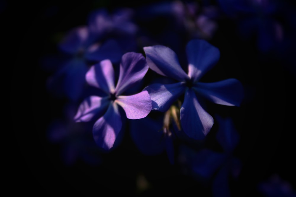 blue flower in black background