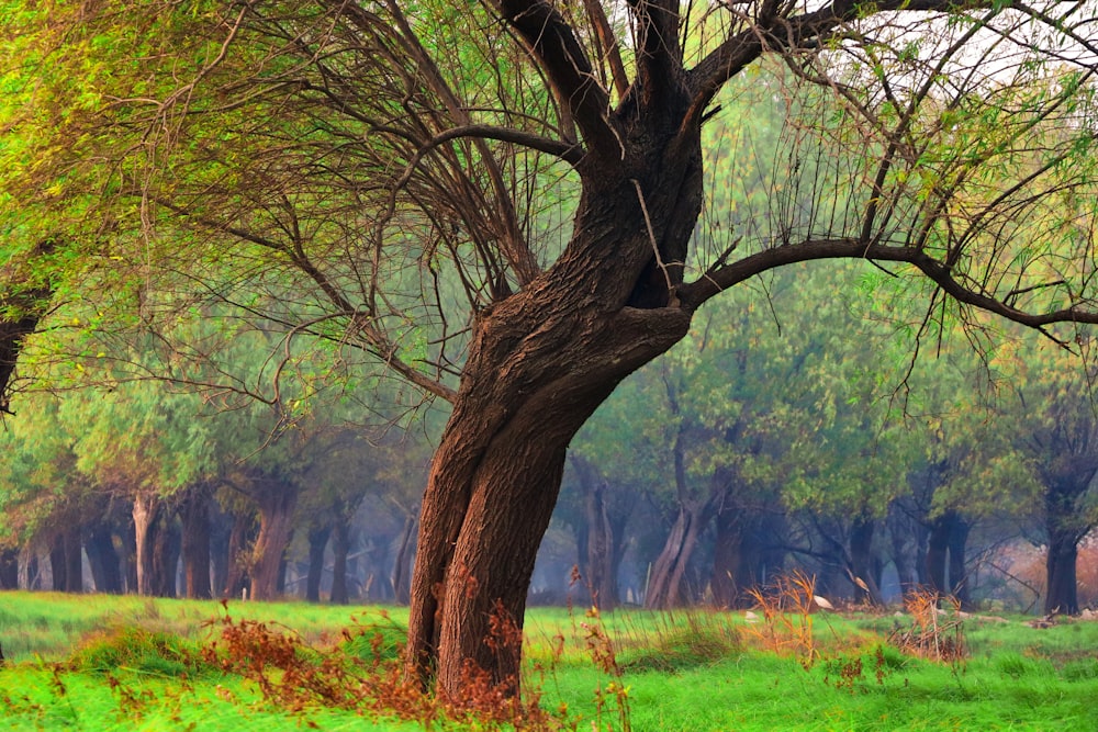 brown tree on green grass field during daytime