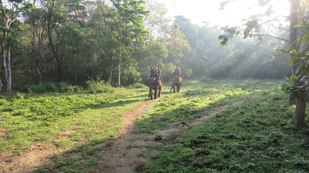 2 men riding horses on green grass field during daytime