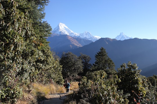 people walking on pathway near trees and snow covered mountain during daytime in Annapurna Nepal