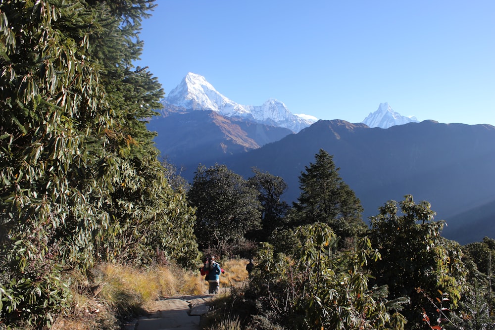 people walking on pathway near trees and snow covered mountain during daytime