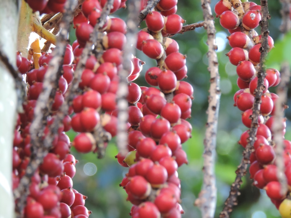 red round fruits on tree during daytime
