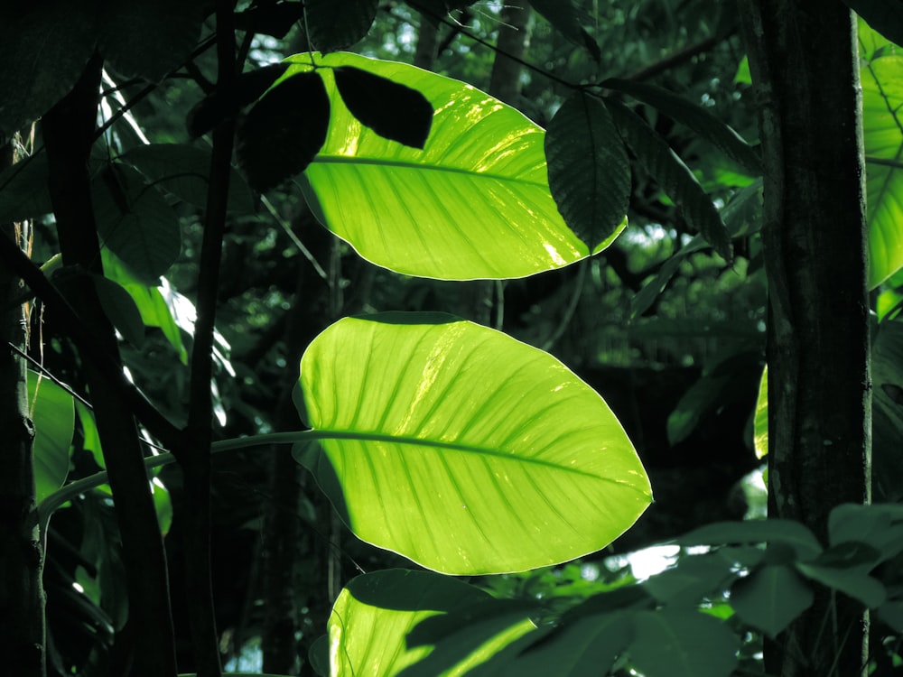 green leaves on brown tree branch