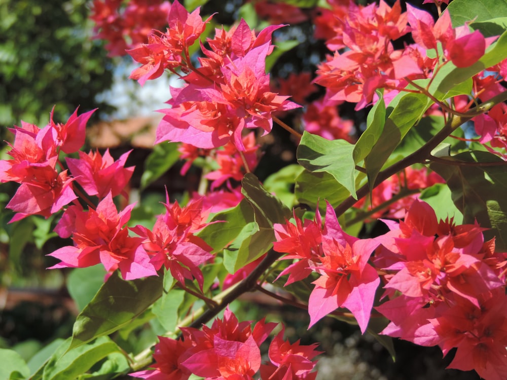 red flowers with green leaves