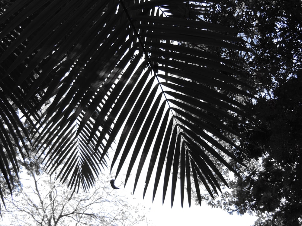 fotografia ad angolo basso di palme verdi durante il giorno