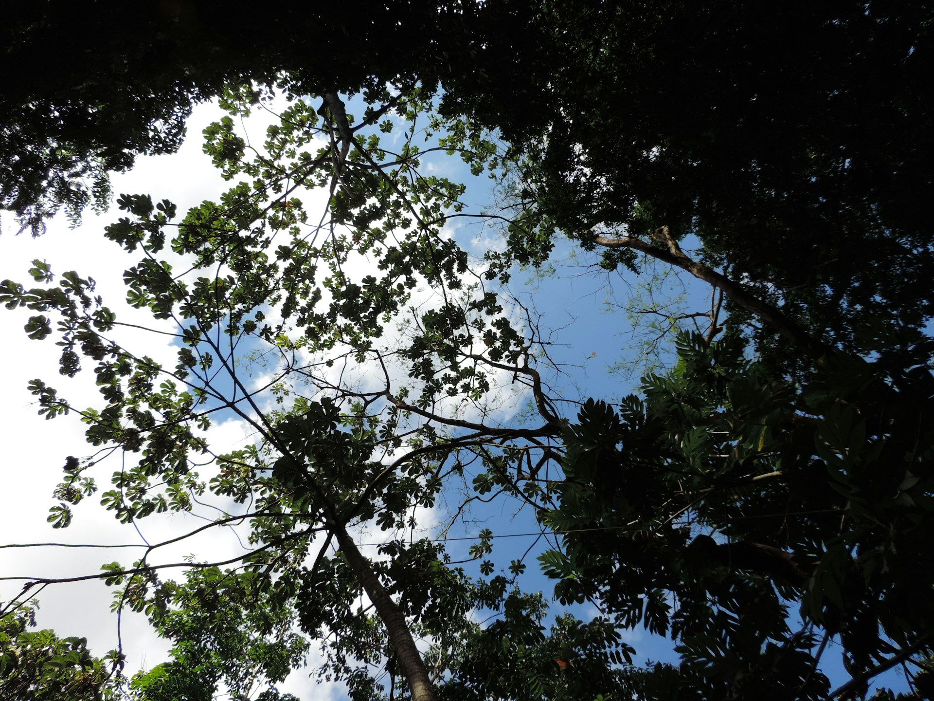 green tree under blue sky during daytime