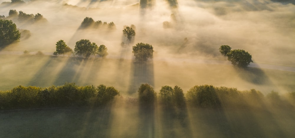 green trees under white clouds