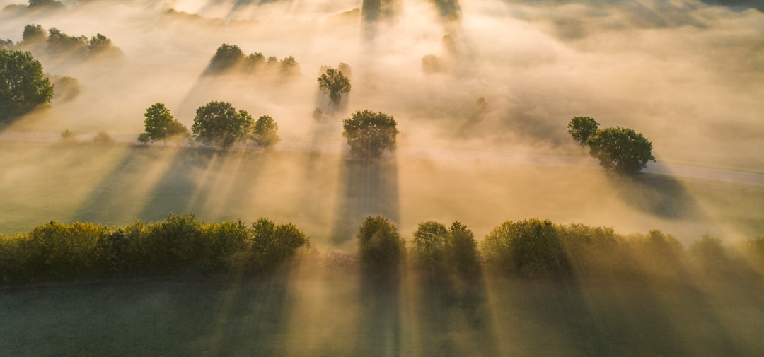 green trees under white clouds