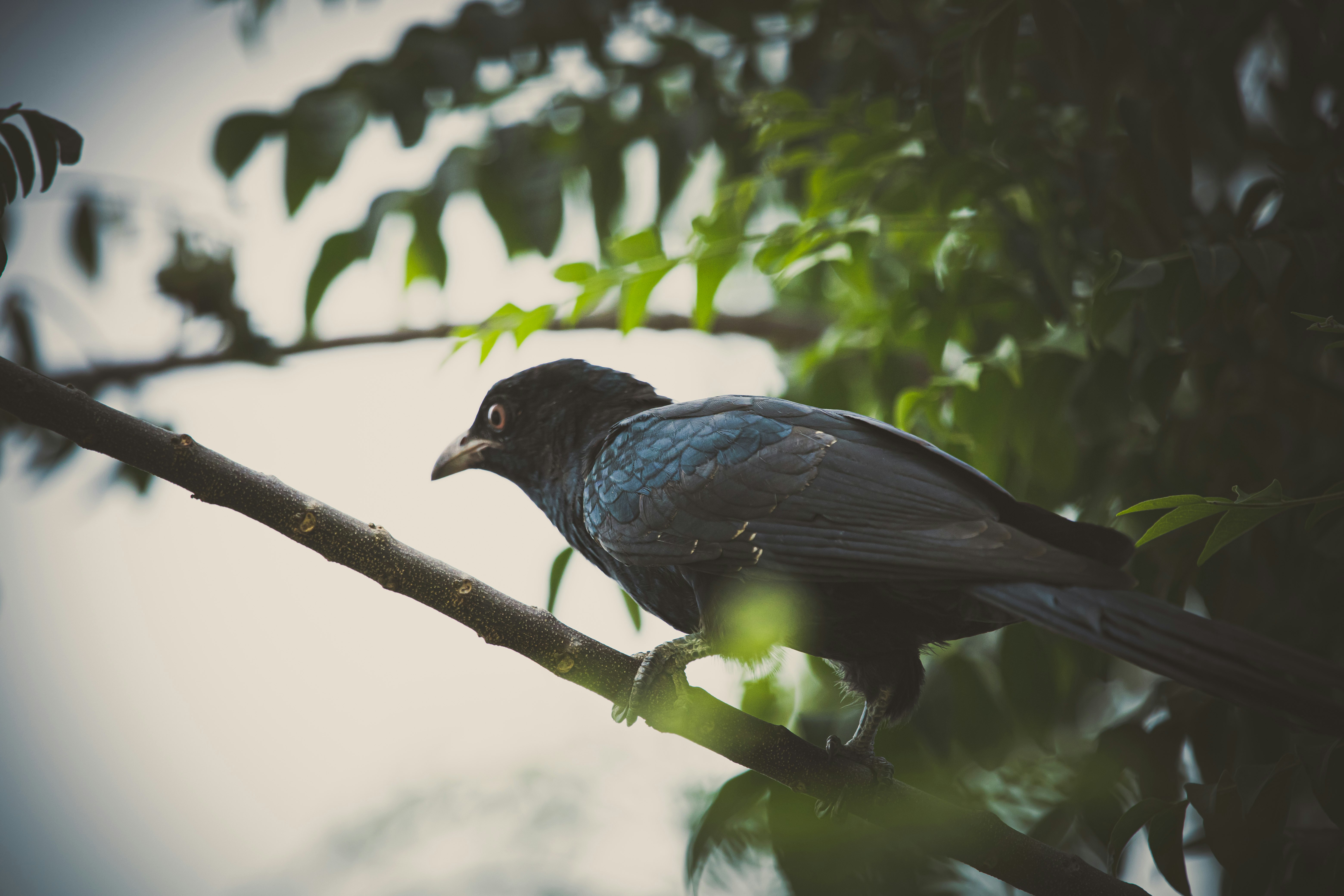 black bird on tree branch during daytime