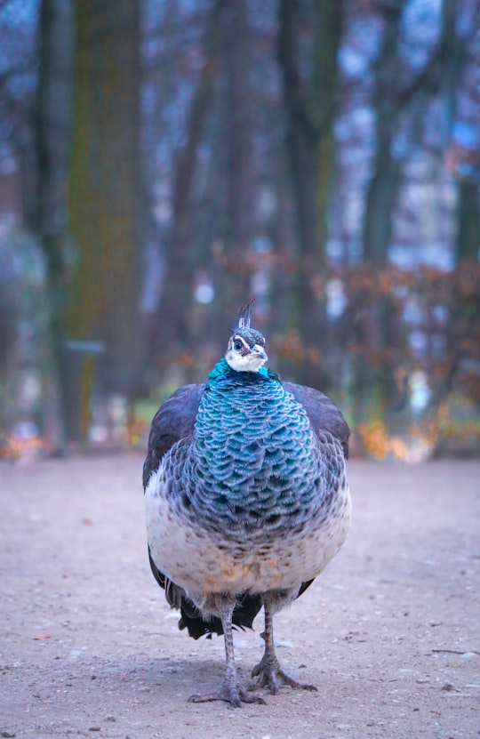 white and black chicken walking on gray concrete road during daytime in Łazienki Park Poland