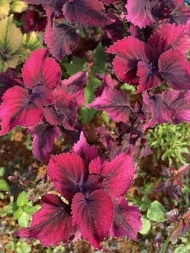 An array of vibrant plants with large, textured leaves that blend shades of deep magenta, purple, and hints of green. The foliage is lush and densely packed, creating a rich tapestry of colors and shapes.