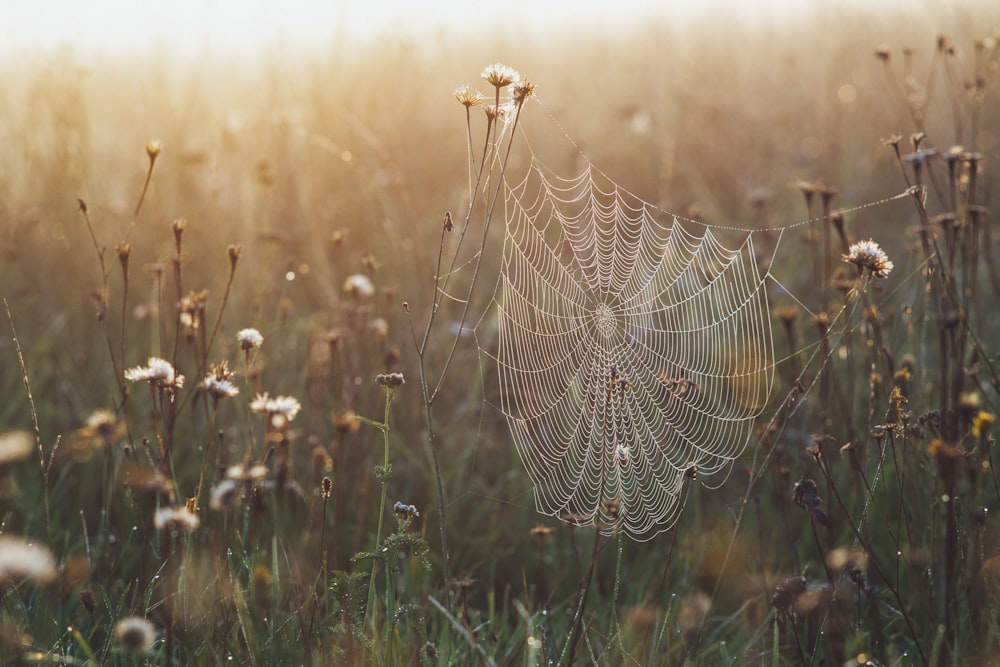 spider web on green grass during daytime