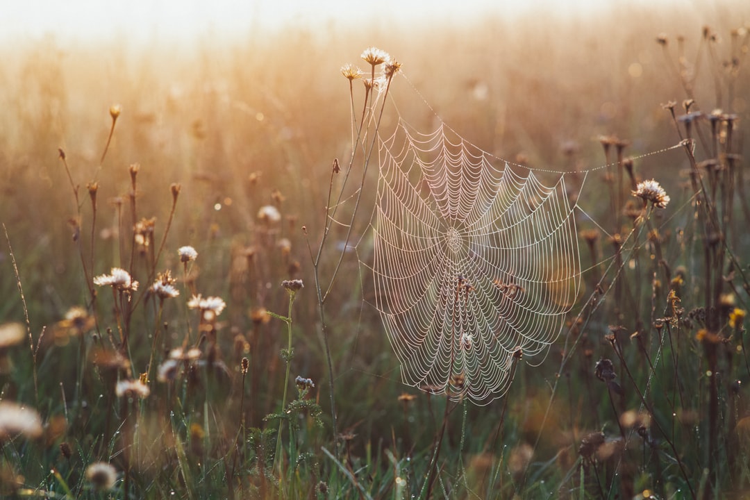 spider web on green grass during daytime