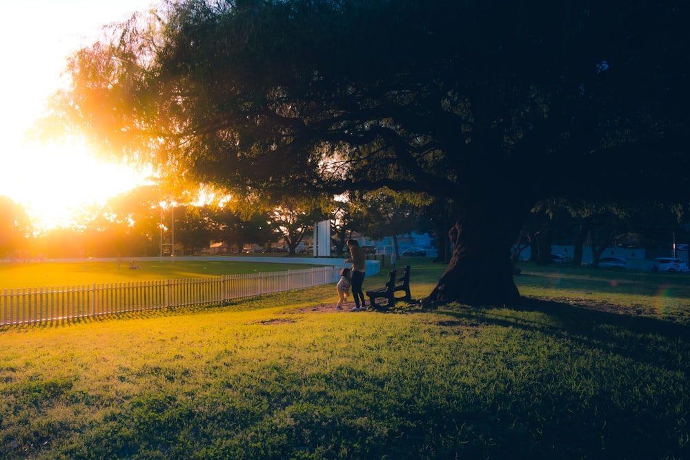 people sitting on bench near trees during sunset