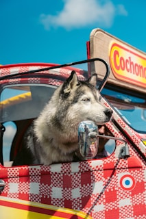 Canicule et animaux, les bons gestes