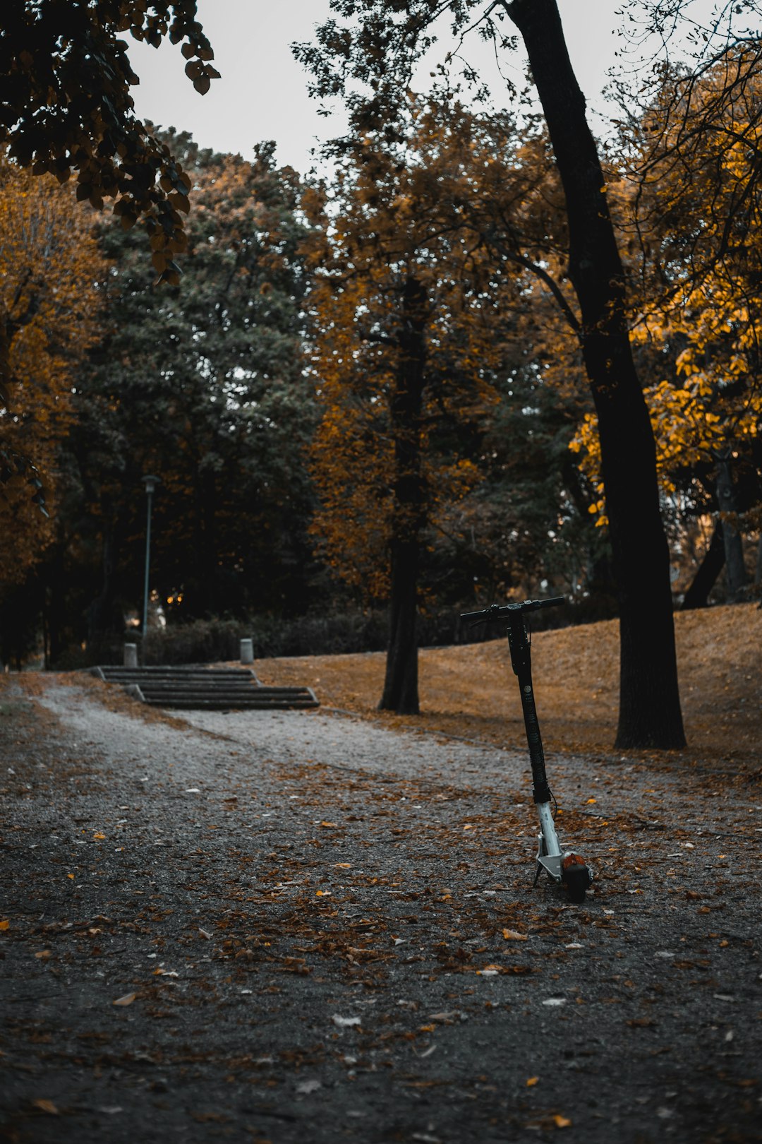 brown trees on gray concrete ground during daytime