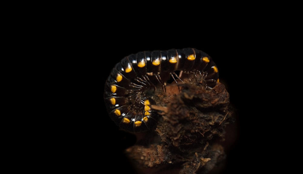black and yellow caterpillar on brown wood