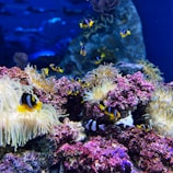 yellow and black clown fish