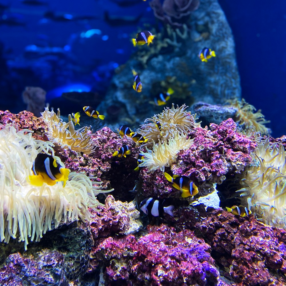 yellow and black clown fish