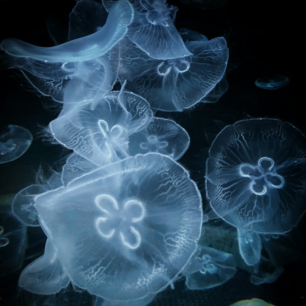 blue and white jellyfish illustration
