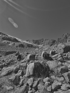 A group of yaks with long, shaggy fur resting on a rocky mountain terrain under a clear sky. The surrounding landscape includes rugged mountains and scattered rocks with patches of grass. The lighting and shadows accentuate the terrain's texture.